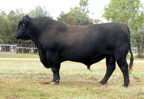 Raff Angus sire